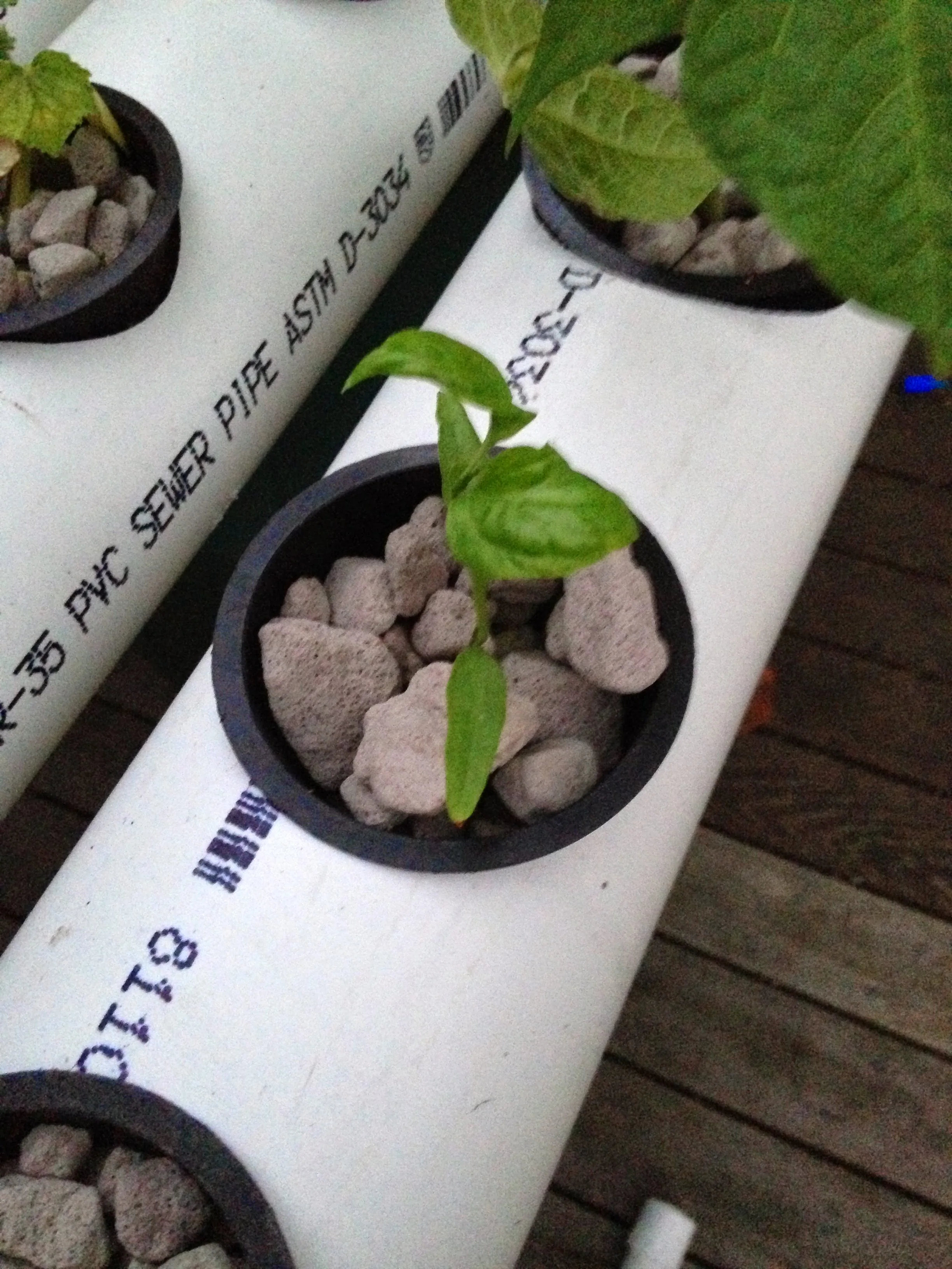 Young plants distributed across the hydroponic channels