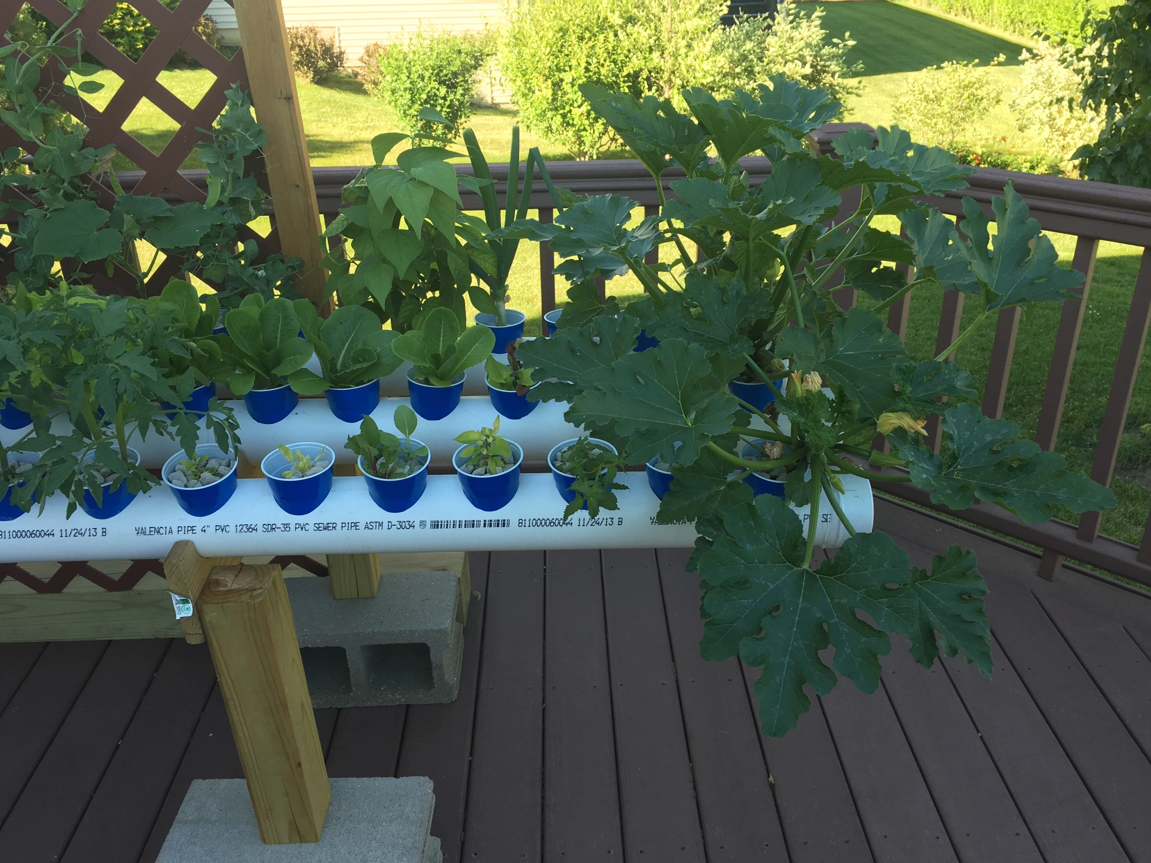 Hydroponic PVC garden with vegetables growing in individual cups