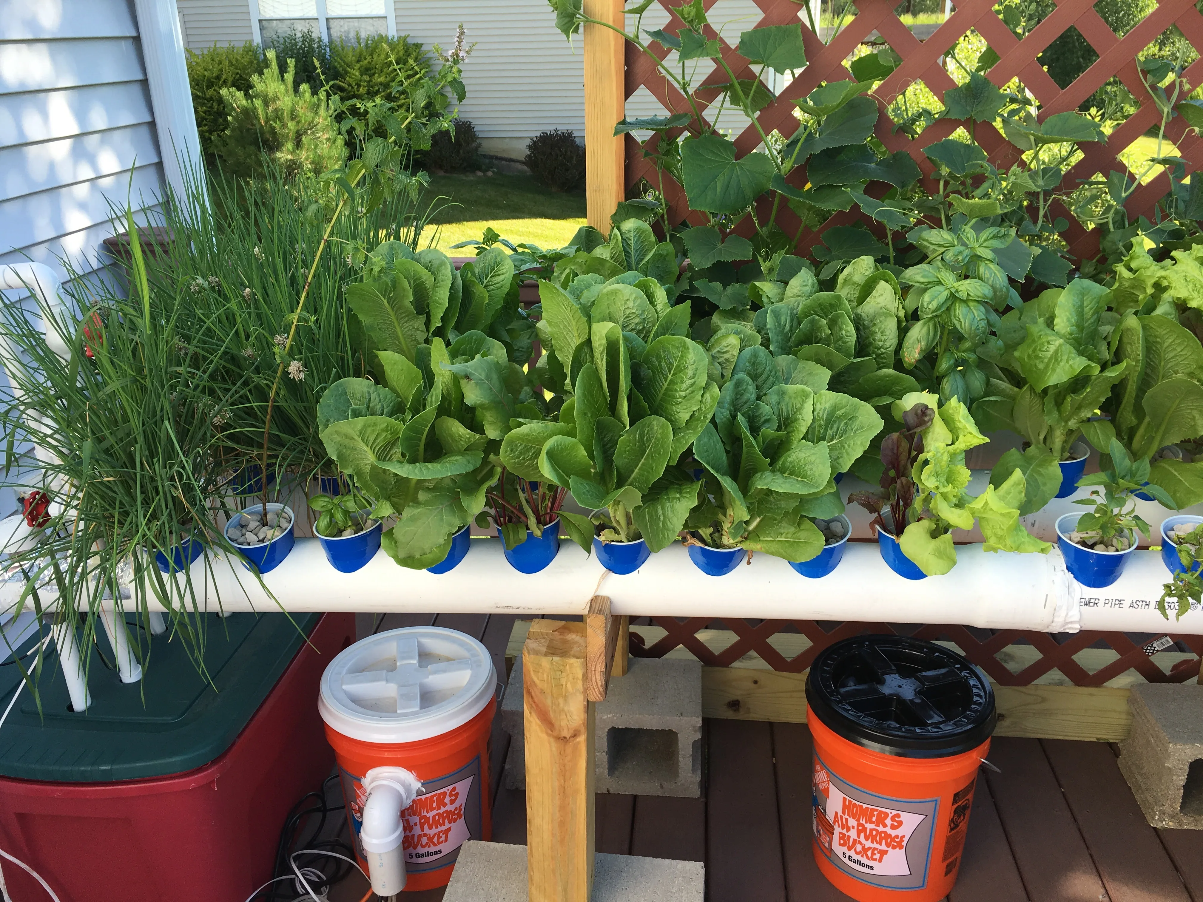 Mature vegetables growing in a home-built hydroponic system
